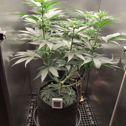 Hazanana growlog timeline photo