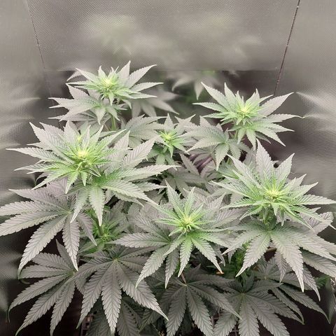 Hazanana growlog timeline photo
