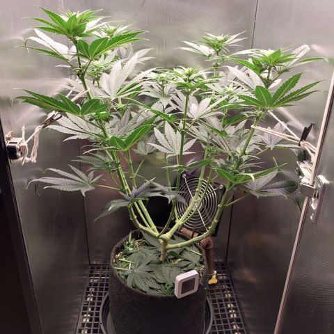 Hazanana growlog timeline photo