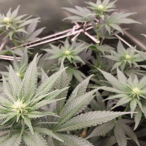 Hazanana growlog timeline photo