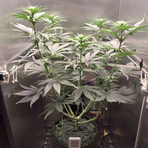 Hazanana growlog timeline photo