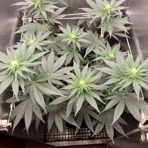 Hazanana growlog timeline photo