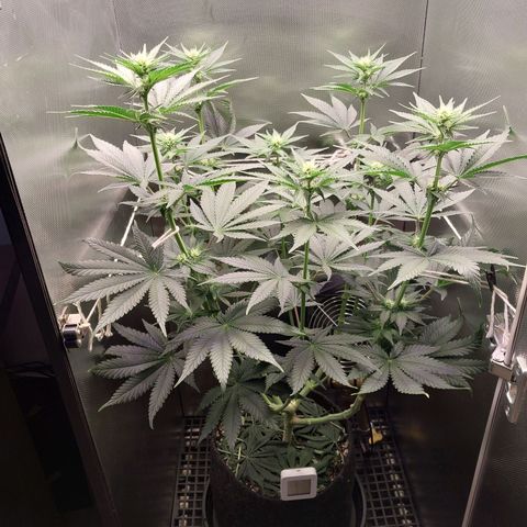 Hazanana growlog timeline photo