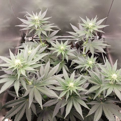 Hazanana growlog timeline photo