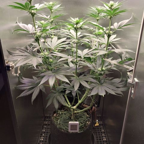 Hazanana growlog timeline photo