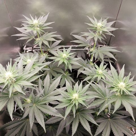 Hazanana growlog timeline photo