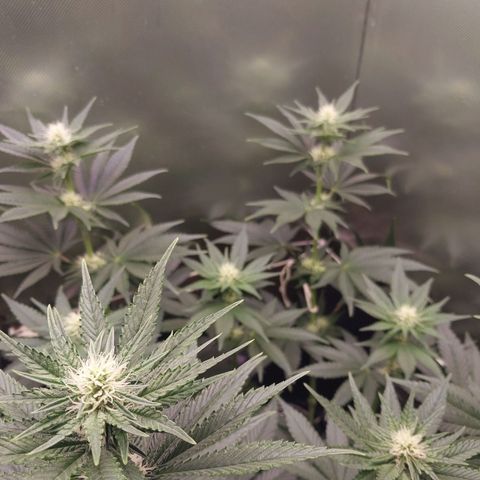 Hazanana growlog timeline photo