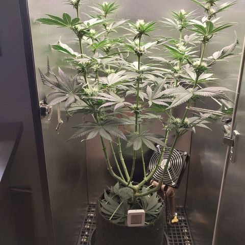 Hazanana growlog timeline photo
