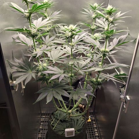 Hazanana growlog timeline photo