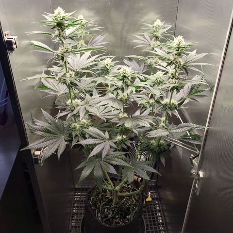 Hazanana growlog timeline photo