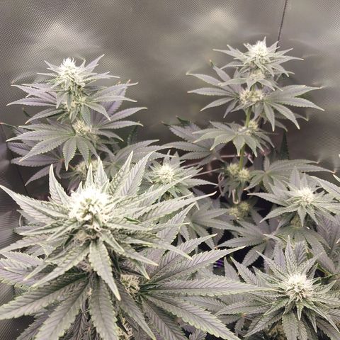 Hazanana growlog timeline photo
