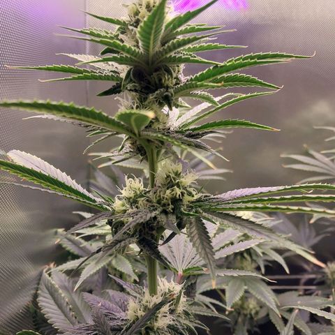 Hazanana growlog timeline photo