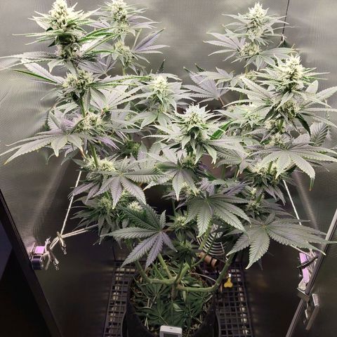 Hazanana growlog timeline photo