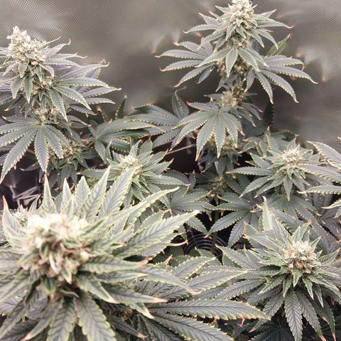 Hazanana growlog timeline photo