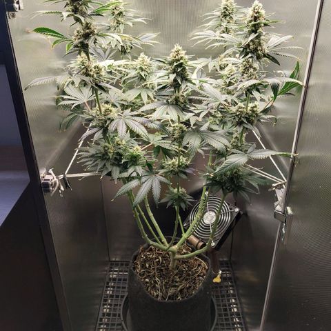 Hazanana growlog timeline photo