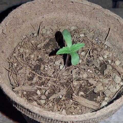 Special Kush #1 growlog timeline photo