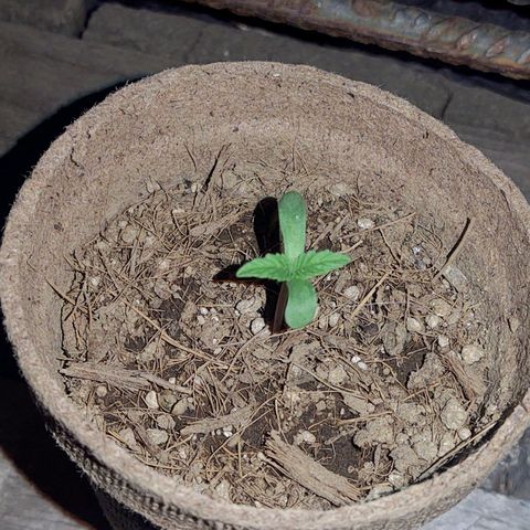 Special Kush #1 growlog timeline photo