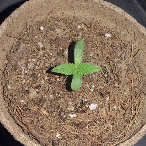 Special Kush #1 growlog timeline photo
