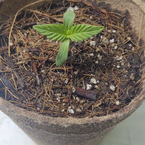 Special Kush #1 growlog timeline photo