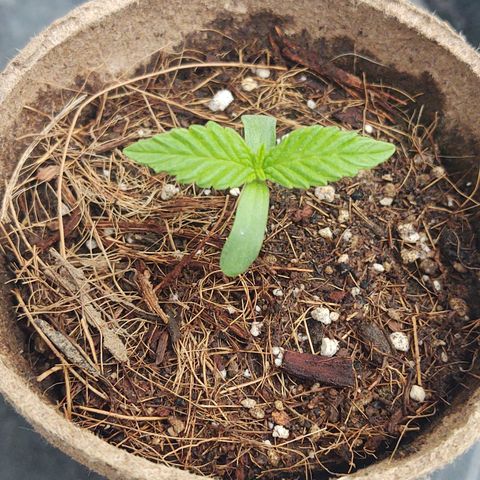 Special Kush #1 growlog timeline photo