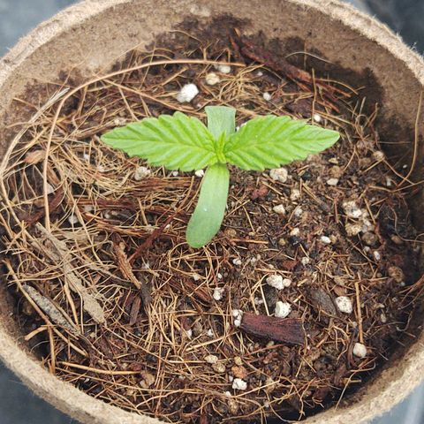 Special Kush #1 growlog timeline photo