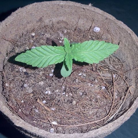 Special Kush #1 growlog timeline photo