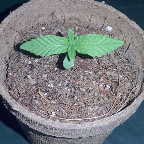 Special Kush #1 growlog timeline photo
