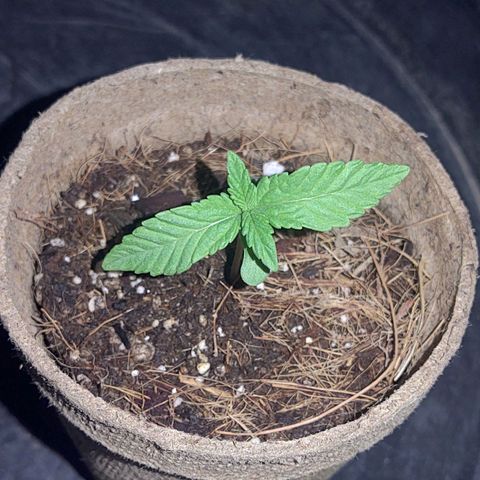 Special Kush #1 growlog timeline photo