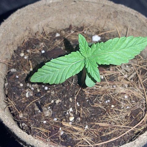 Special Kush #1 growlog timeline photo
