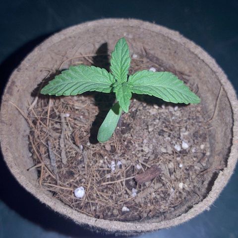 Special Kush #1 growlog timeline photo