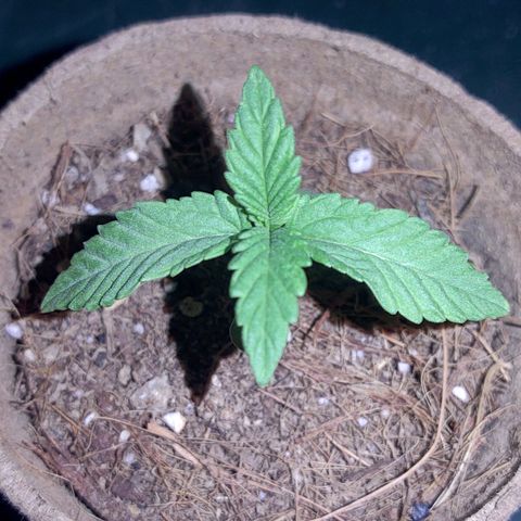 Special Kush #1 growlog timeline photo