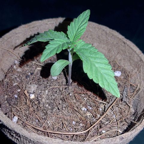Special Kush #1 growlog timeline photo