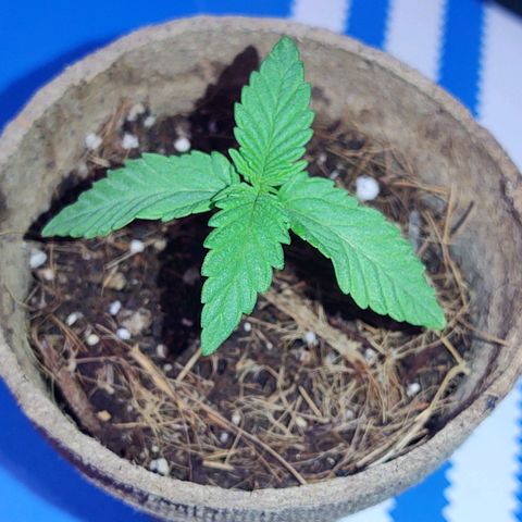 Special Kush #1 growlog timeline photo