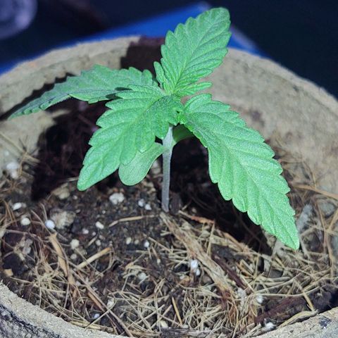 Special Kush #1 growlog timeline photo
