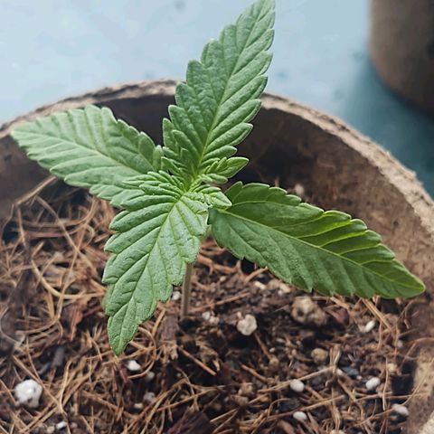 Special Kush #1 growlog timeline photo