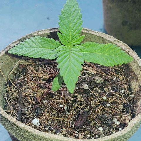 Special Kush #1 growlog timeline photo