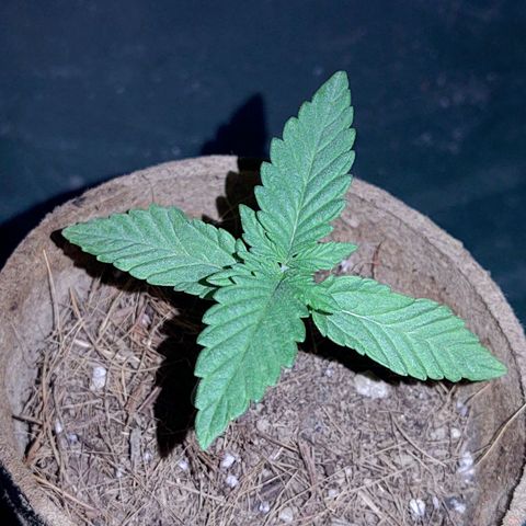 Special Kush #1 growlog timeline photo