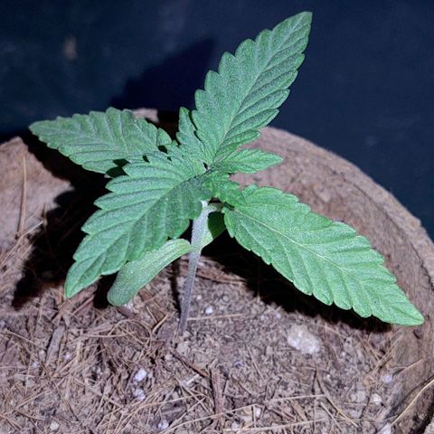 Special Kush #1 growlog timeline photo