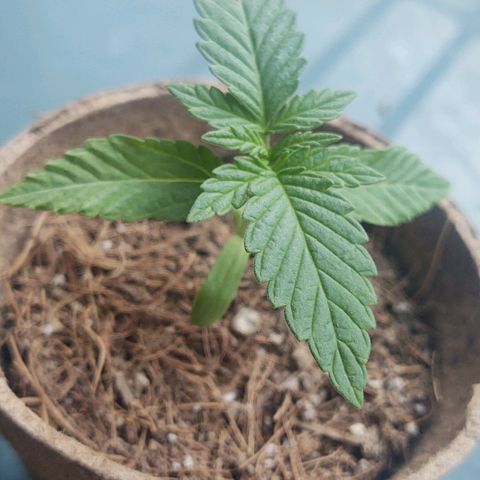 Special Kush #1 growlog timeline photo