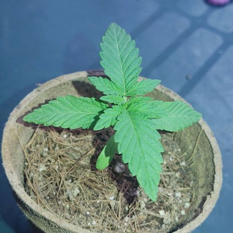 Special Kush #1 growlog timeline photo