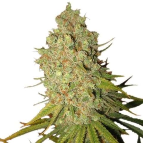 Special Kush #1 growlog timeline photo