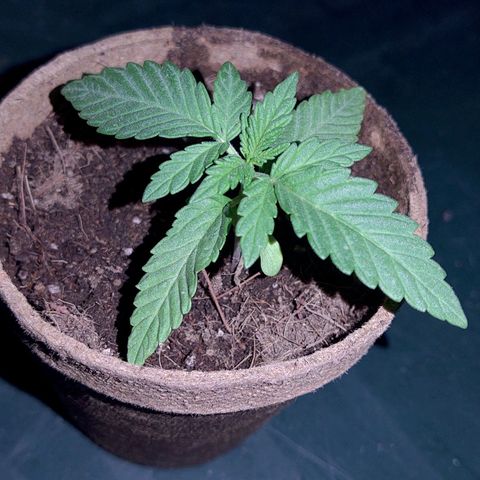Special Kush #1 growlog timeline photo