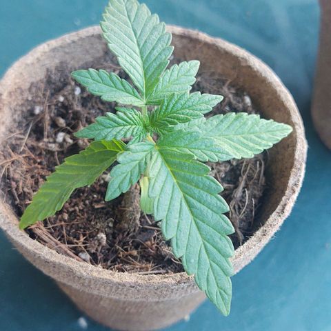 Special Kush #1 growlog timeline photo