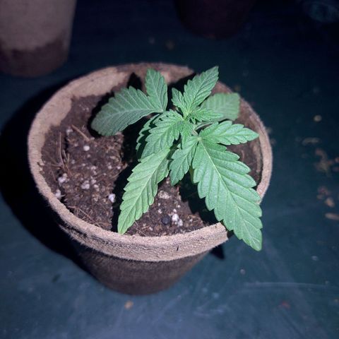 Special Kush #1 growlog timeline photo