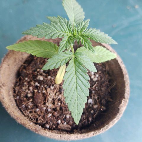 Special Kush #1 growlog timeline photo