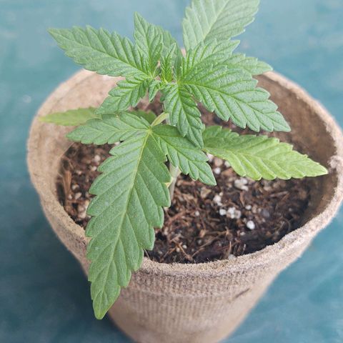 Special Kush #1 growlog timeline photo