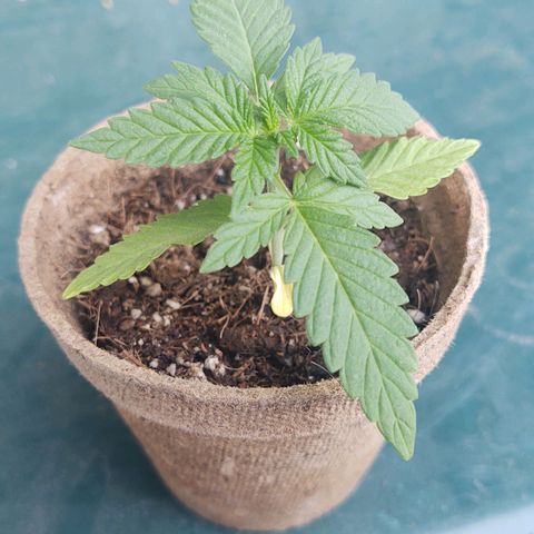 Special Kush #1 growlog timeline photo