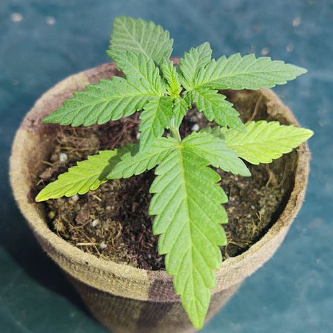 Special Kush #1 growlog timeline photo