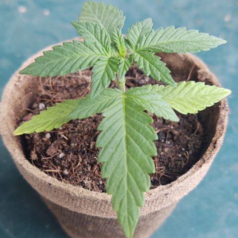 Special Kush #1 growlog timeline photo