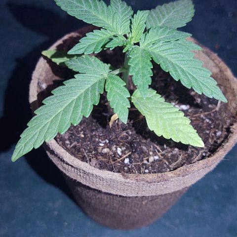 Special Kush #1 growlog timeline photo
